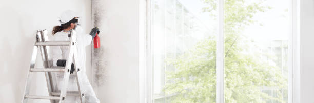 Best Mold Odor Removal Services  in Haughton, LA